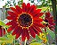 Girassol Sol Vermelho - Helianthus annuus - 10 Sementes - Imagem 3