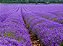 Lavanda (Alfazema) - Lavandula angustifolia - 15 Sementes - Imagem 6