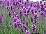 Lavanda (Alfazema) - Lavandula angustifolia - 15 Sementes - Imagem 1