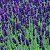 Lavanda (Alfazema) - Lavandula angustifolia - 15 Sementes - Imagem 10