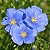 Linho de Jardim Azul: 15 Sementes - Imagem 1