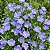 Linho de Jardim Azul: 15 Sementes - Imagem 3