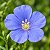 Linho de Jardim Azul: 15 Sementes - Imagem 2