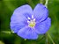 Linho de Jardim Azul: 15 Sementes - Imagem 3