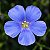 Linho de Jardim Azul: 15 Sementes - Imagem 4