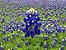 Lupino Texano: 10 Sementes - Imagem 1