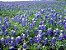 Lupino Texano: 10 Sementes - Imagem 4