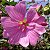 Malva Rosa: 15 Sementes - Imagem 1