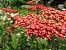 Mil-Folhas Vermelha: 50 Sementes - Imagem 6