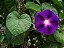 Morning Glory Sortida: 20 Sementes - Imagem 7