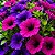 Morning Glory Sortida: 20 Sementes - Imagem 1