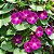 Morning Glory Sortida: 20 Sementes - Imagem 2