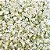 Mosquitinho Branco: 100 Sementes - Imagem 2