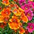 Nemesia Sortida: 20 Sementes - Imagem 10