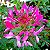 Spider Flower (Cleome): 15 Sementes - Imagem 7