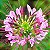 Spider Flower (Cleome): 15 Sementes - Imagem 1