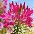 Spider Flower (Cleome): 15 Sementes - Imagem 2