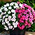 Vinca Sortida - Catharanthus roseus: 20 Sementes - Imagem 2