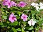 Vinca Sortida - Catharanthus roseus: 20 Sementes - Imagem 10