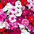 Vinca Sortida - Catharanthus roseus: 20 Sementes - Imagem 1
