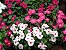 Vinca Sortida - Catharanthus roseus: 20 Sementes - Imagem 7