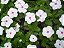 Vinca Sortida - Catharanthus roseus: 20 Sementes - Imagem 4