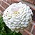 Zinnia Branco Gigante da Califórnia: 15 Sementes (Zinia) - Imagem 2