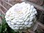 Zinnia Branco Gigante da Califórnia: 15 Sementes - Imagem 2