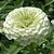 Zinnia Branco Gigante da Califórnia: 15 Sementes - Imagem 8