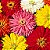 Zinnia Cactos Sortido: 15 Sementes (Zinia) - Imagem 2