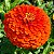 Zinnia Laranja Gigante da Califórnia: 15 Sementes (Zinia) - Imagem 1