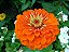 Zinnia Laranja Gigante da Califórnia: 15 Sementes - Imagem 5