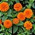 Zinnia Laranja Gigante da Califórnia: 15 Sementes (Zinia) - Imagem 2