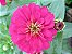 Zinnia Rosa Gigante da Califórnia: 15 Sementes - Imagem 4