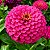 Zinnia Rosa Gigante da Califórnia: 15 Sementes - Imagem 1