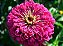 Zinnia Rosa Gigante da Califórnia: 15 Sementes - Imagem 6