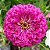 Zinnia Rosa Gigante da Califórnia: 15 Sementes (Zinia) - Imagem 2