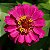 Zinnia Rosa Gigante da Califórnia: 15 Sementes - Imagem 10