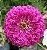 Zinnia Rosa Gigante da Califórnia: 15 Sementes - Imagem 2