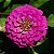 Zinnia Rosa Gigante da Califórnia: 15 Sementes - Imagem 3