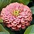 Zinnia Salmão Gigante da Califórnia: 15 Sementes - Imagem 2