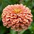 Zinnia Salmão Gigante da Califórnia: 15 Sementes - Imagem 1