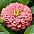 Zinnia Salmão Gigante da Califórnia: 15 Sementes - Imagem 2