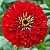 Zinnia Vermelha Gigante da Califórnia: 15 Sementes (Zinia) - Imagem 2