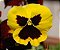 Amor Perfeito Amarelo Gigante Suíço -Viola tricolor: 15 Sementes - Imagem 6