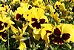 Amor Perfeito Amarelo Gigante Suíço -Viola tricolor - 15 Sementes - Imagem 5