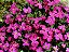 Aubrietia Sortida: 20 Sementes - Imagem 5