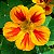 Capuchinha Alta Sortida - Tropaeolum majus: 10 Sementes - Imagem 1