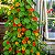 Capuchinha Alta Sortida - Tropaeolum majus: 10 Sementes - Imagem 2
