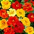 Capuchinha Alta Sortida - Tropaeolum majus: 10 Sementes - Imagem 3